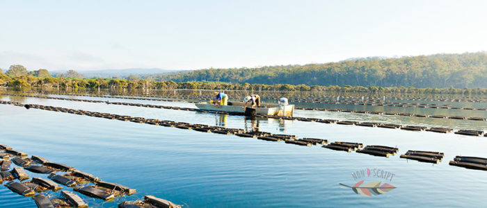 Oyster Film