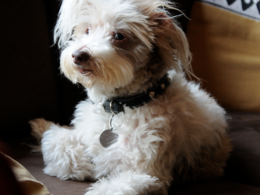 Hercules the Wonder Dog