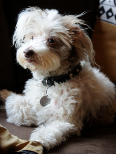 Hercules the Wonder Dog